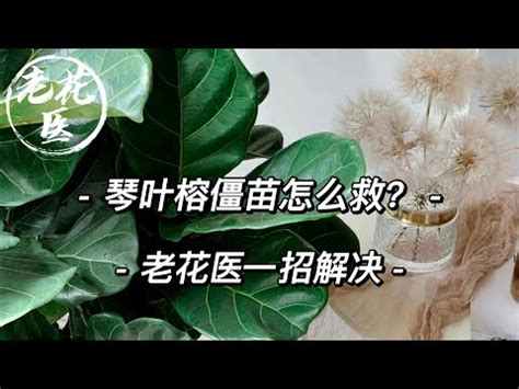 琴葉榕招陰|【新手必看指南】琴葉榕好養嗎？琴葉榕照顧要點、花。